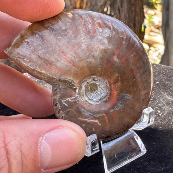 Polished Ammonite Fossil with Iridescent Red Sheen (Madagascar) - Picture 2 of 6